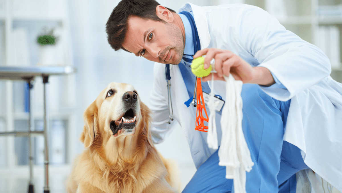 La prueba del pulgar para saber si un juguete es seguro para tu perro, según un veterinario