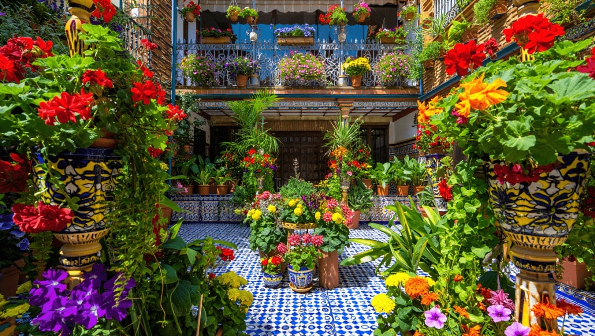 
Los Patios de Córdoba hacen eclosionar el Mayo Festivo: 64 recintos se abren desde hoy a miles de visitantes
