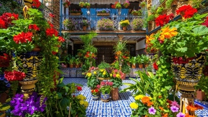 Los Patios de Córdoba hacen eclosionar el Mayo Festivo: 64 recintos se abren desde hoy a miles de visitantes