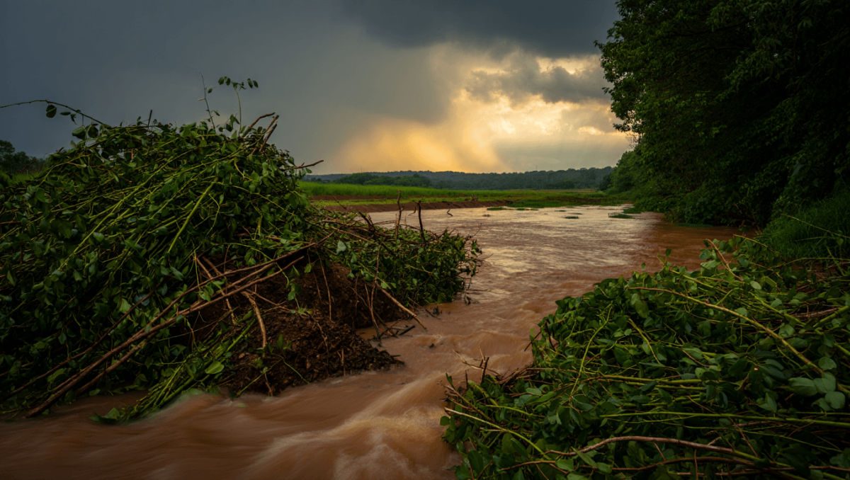 ¿Por qué 'limpiar' de vegetación ríos y torrentes aumenta el peligro de inundaciones graves?