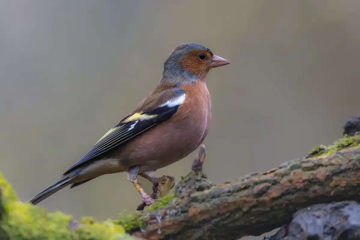 Aves rescatadas como jilguero y verderón liberadas en su hábitat natural