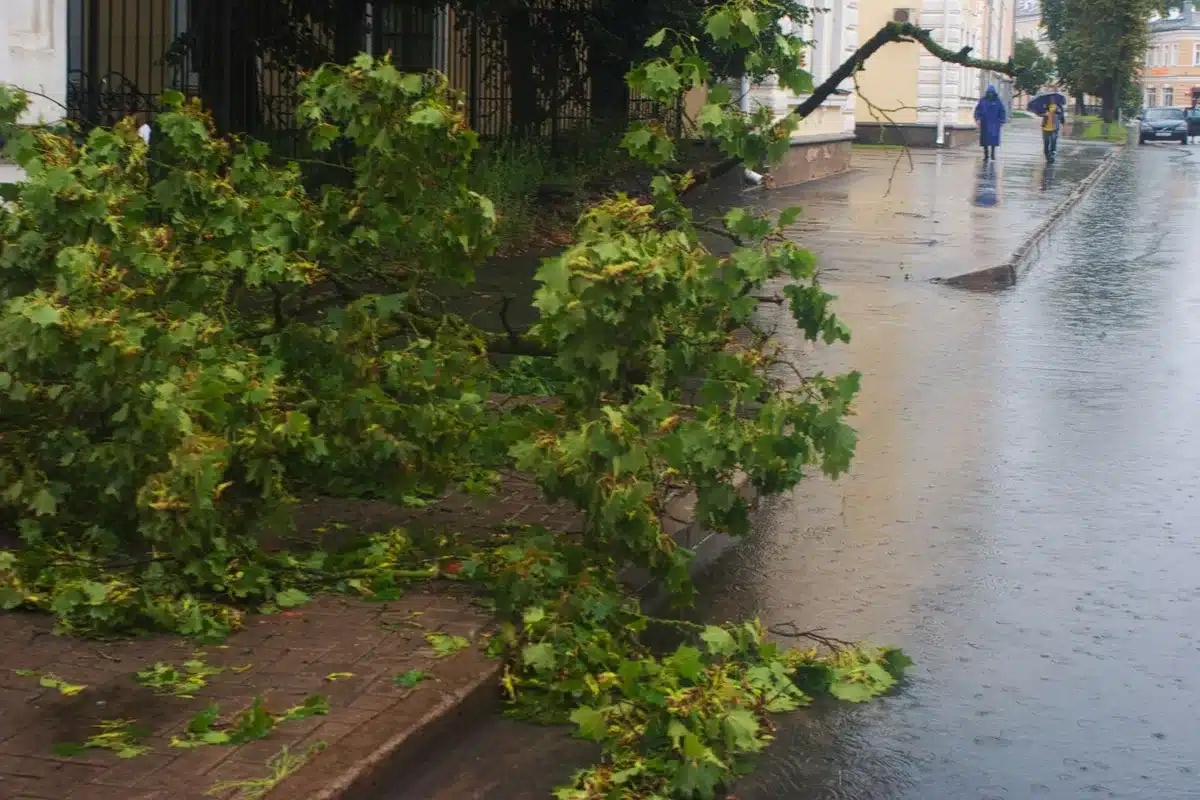 &Aacute;rboles arrancados por el viento bloqueando calles de la ciudad durante la tormenta