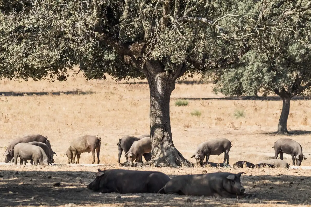 Jamón y vinos típicos de Málaga presentados en la jornada profesional