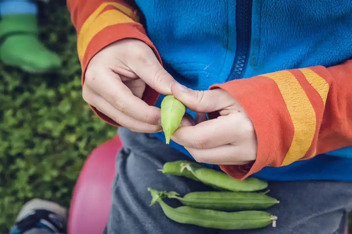 Huerto casero con verduras recién cosechadas
