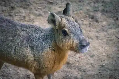 Playa patagónica con huesos fósiles y cuaderno de bocetos, figura anónima de espaldas